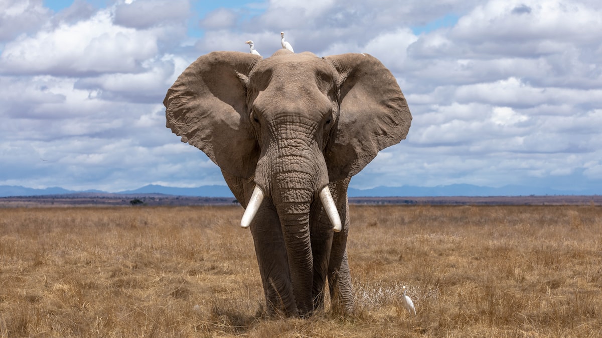 Wisdom of the Ages: Elephant Matriarch at Savannah Sunrise