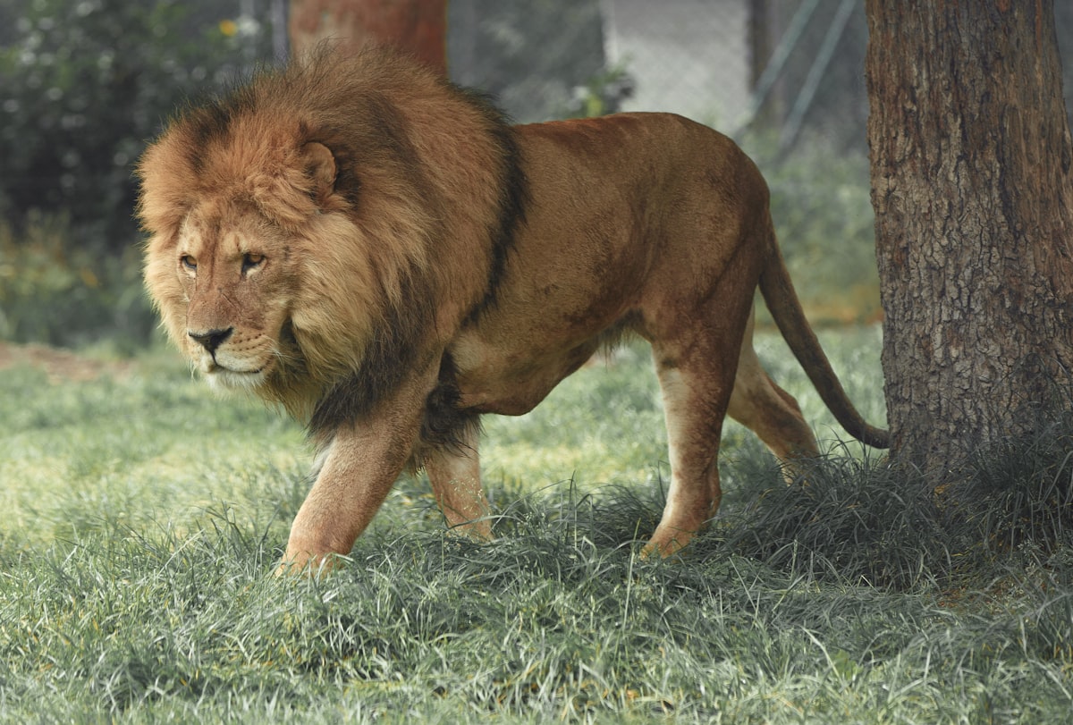 Pride of the Serengeti: Male Lion at Golden Hour