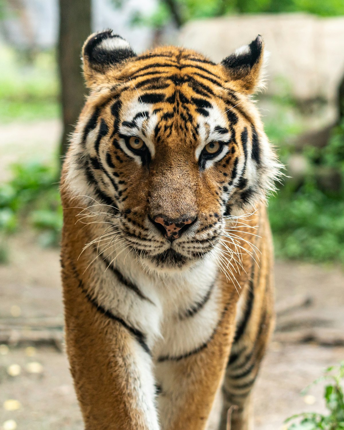 Monarch of the Mist: Royal Bengal Tiger in Monsoon Rainforest