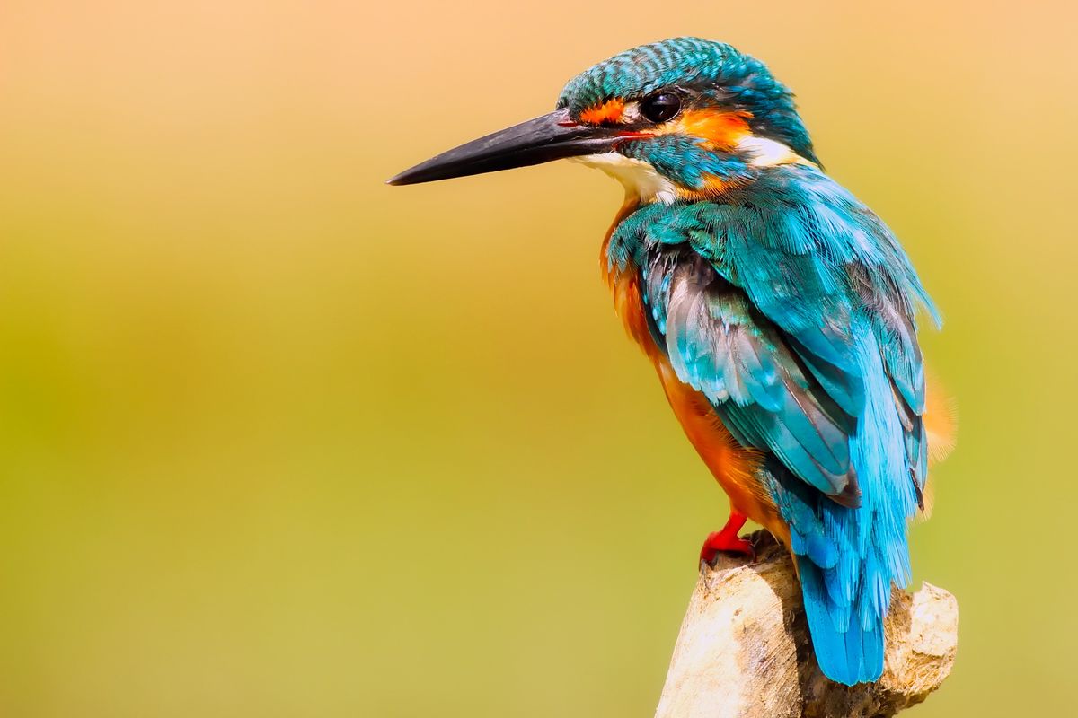 The Sapphire Arrow: Kingfisher Bursting from River