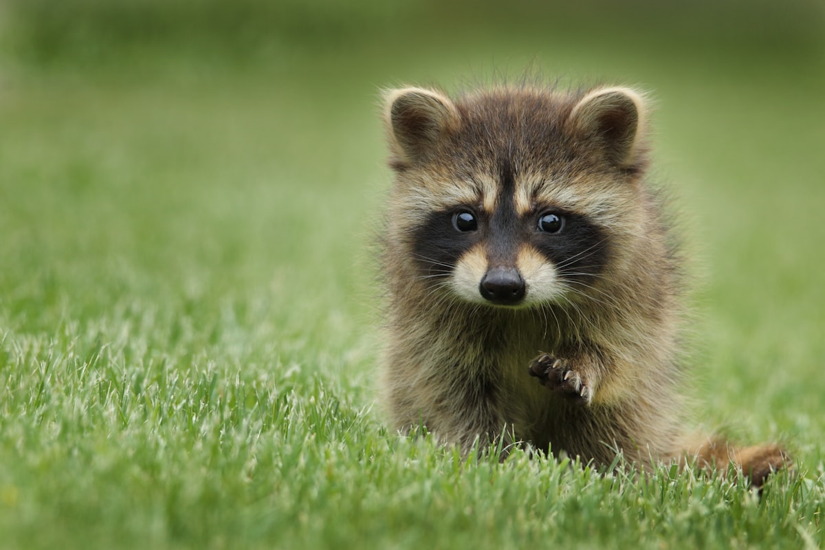 The Night Alchemist: Curious Raccoon with Brass Lantern