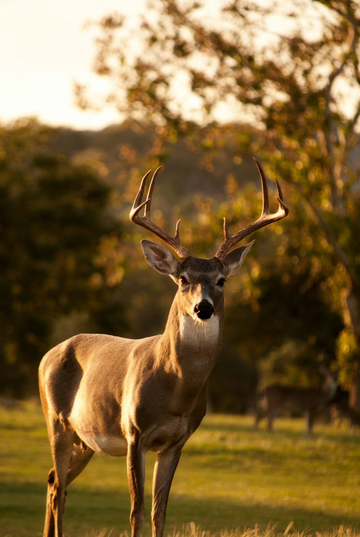 Guardian of the Grove: Golden Antlered Stag in Moonlit Mist