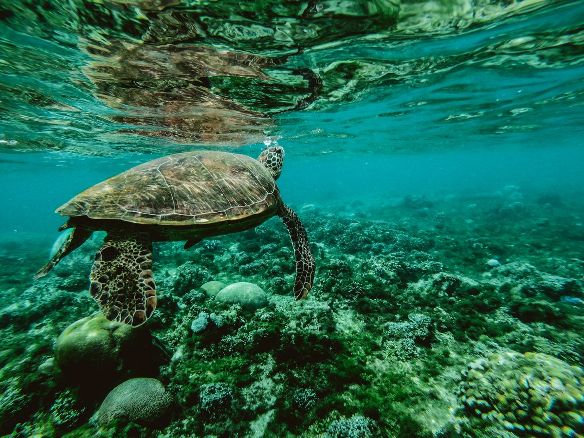 Voyager of the Blue: Green Sea Turtle in Sunlit Coral Reef