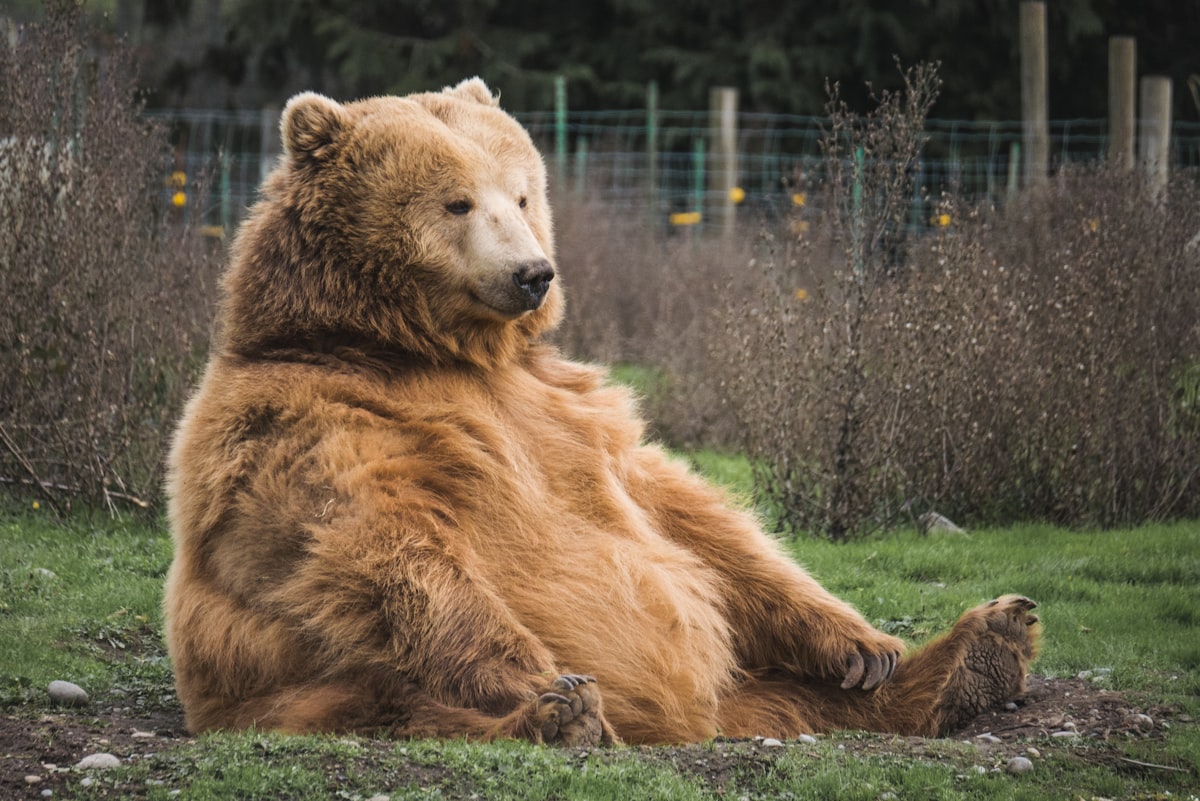 Sanctuary of the Wild: Mother Grizzly Sheltering Cub