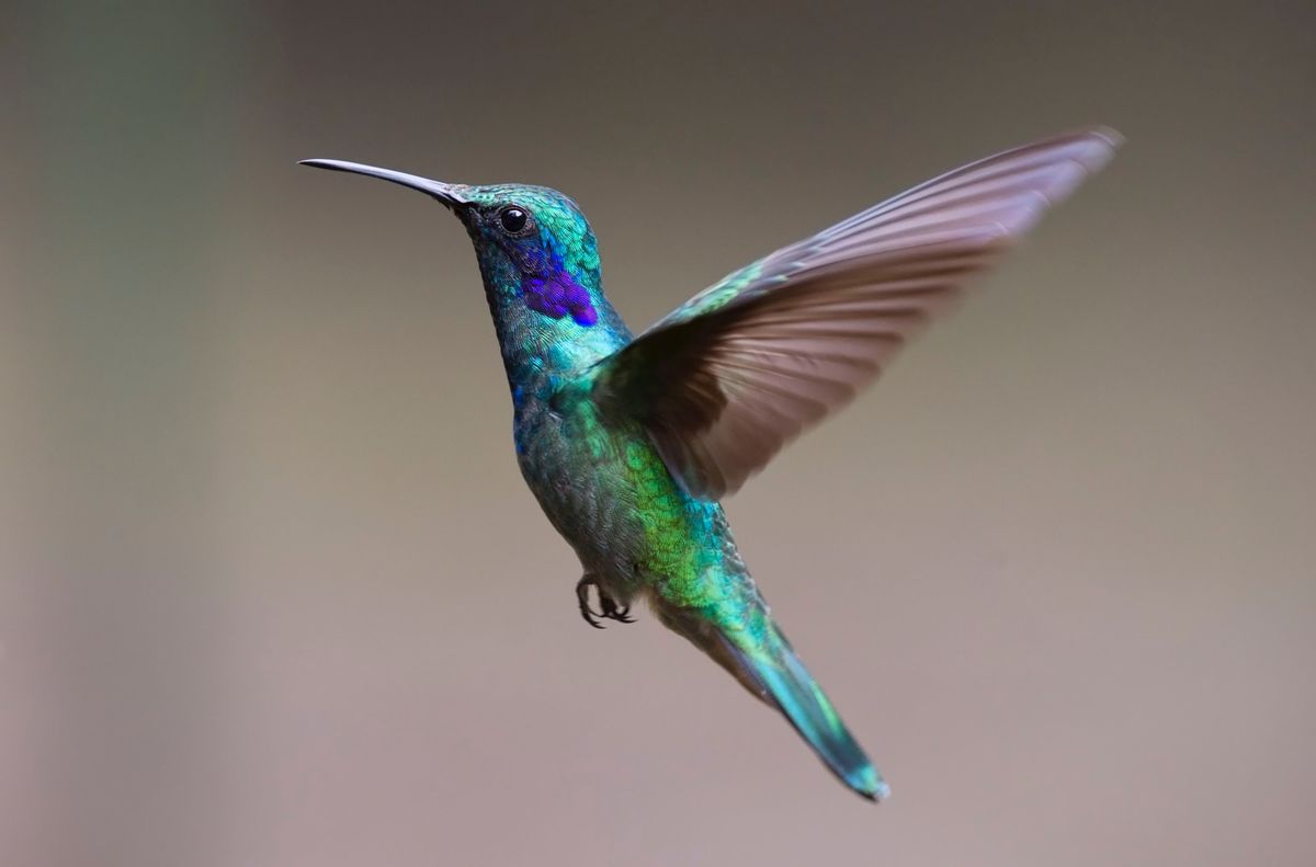 Emerald Hover: Iridescent Hummingbird on Tropical Orchid