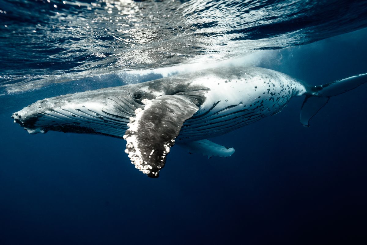 Leviathan of the Deep: Bioluminescent Blue Whale