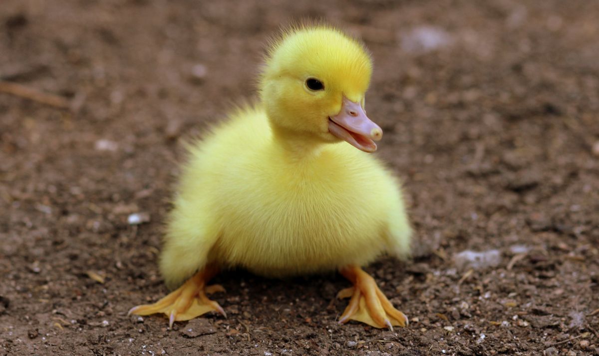 Golden Voyager: Fluffy Mallard Duckling on Pond