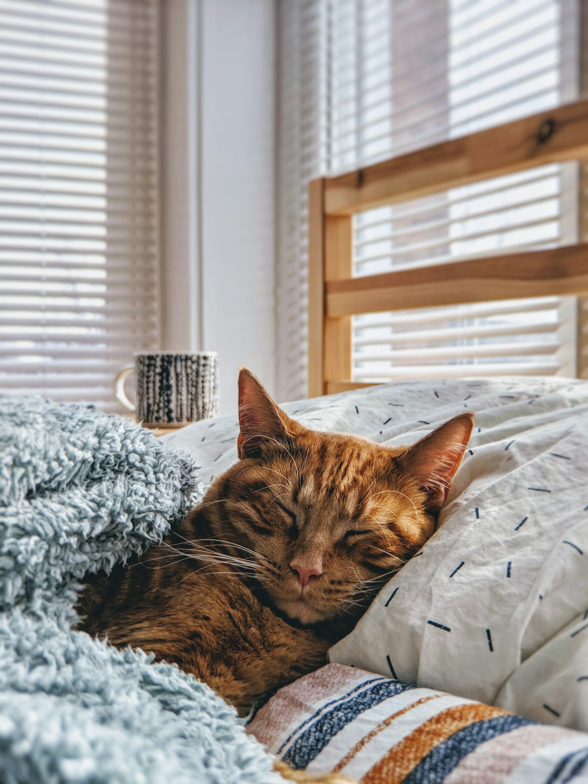 Hearthside Slumber: Scottish Fold by Stone Fireplace