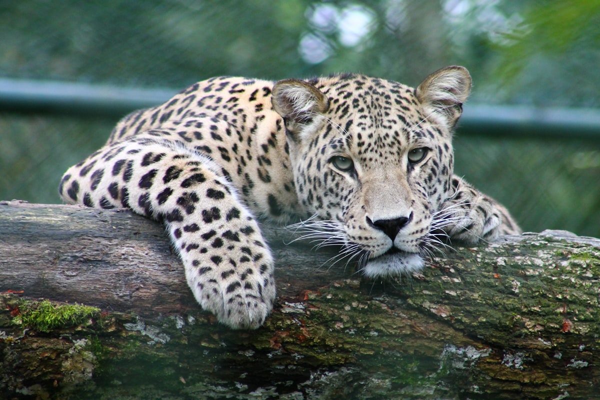 Ghost of the Mountains: Snow Leopard on Himalayan Ledge